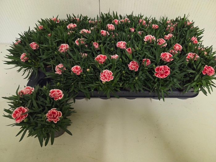 <h4>DIAN OSC ANTIQU PINK</h4>