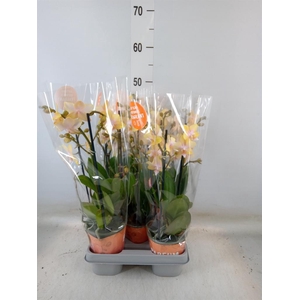 Phalaenopsis  'Bolgheri Lemon'