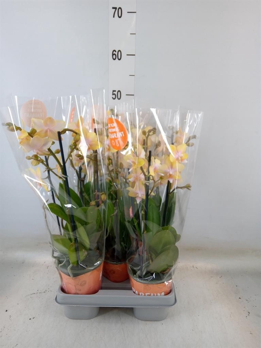 <h4>Phalaenopsis  'Bolgheri Lemon'</h4>