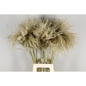 Df Miscanthus Dry Feather