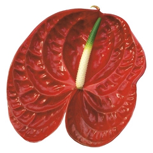 Anthurium Calisto