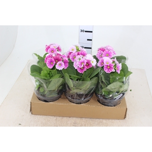 PRIMULA P14