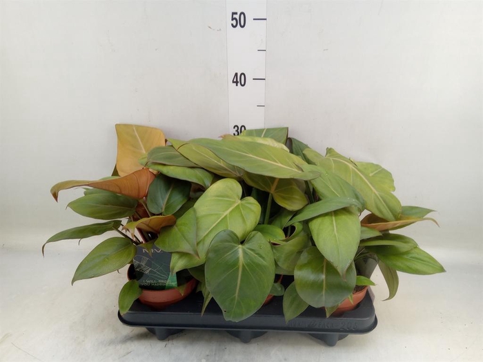 <h4>Philodendron   ...</h4>