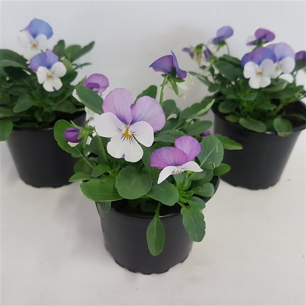 <h4>Viola cornuta rose met wit</h4>