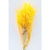 Pres Helecho Lvs Yellow Bunch