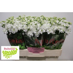 MATTH IRON WHITE
