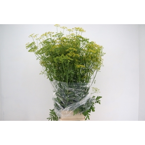 FOENICULUM XL