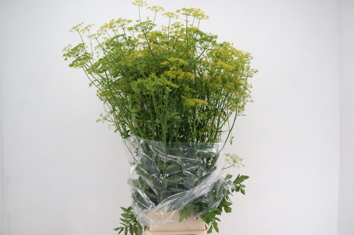<h4>FOENICULUM XL</h4>