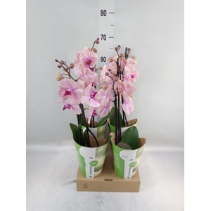 Phalaenopsis   ...rose