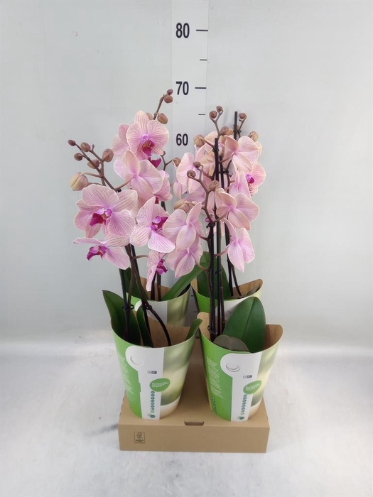 <h4>Phalaenopsis   ...rose</h4>