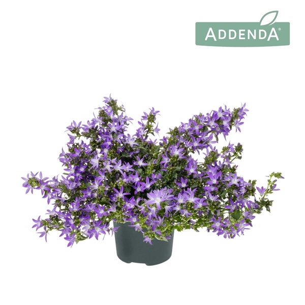 <h4>Campanula Adansa® Purple</h4>
