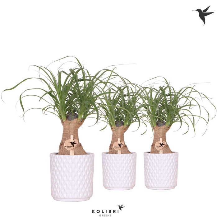 <h4>Kolibri Greens Beaucarnea in Diamond pot white</h4>