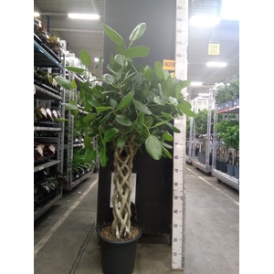 Ficus benghalensis 'Audrey'