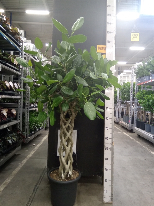 <h4>Ficus benghalensis 'Audrey'</h4>