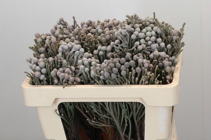 <h4>BRUN LAEVIS</h4>