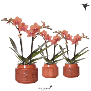 Kolibri Orchids Phalaenopsis orange 2 spike in Maze terracotta