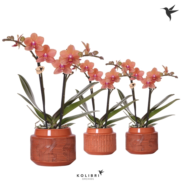 <h4>Kolibri Orchids Phalaenopsis orange 2 spike in Maze terracotta</h4>