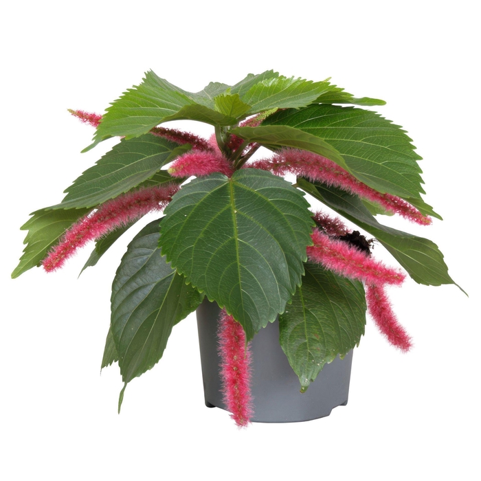 <h4>Acalypha hispida</h4>