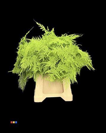 <h4>Asp 1e Green</h4>