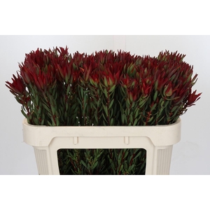 Leucadendron Blush