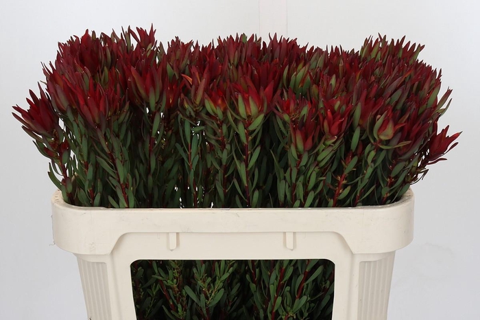 <h4>Leucadendron Blush</h4>