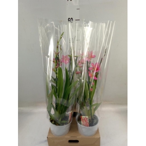 Burrageara  'Nelly Isler'