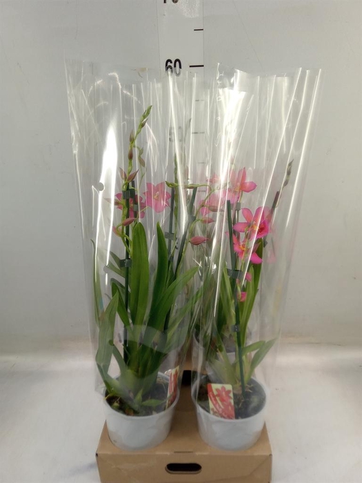 <h4>Burrageara 'Nelly Isler'</h4>