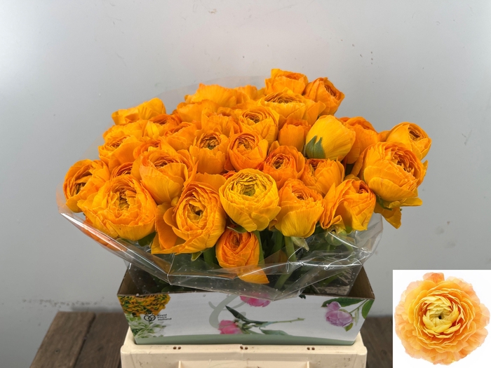 <h4>RAN SU SUNRISE</h4>