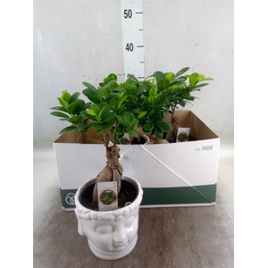 Ficus microcarpa 'Ginseng'