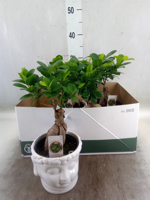 <h4>Ficus microcarpa 'Ginseng'</h4>