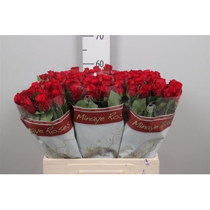 R Gr Red Torch