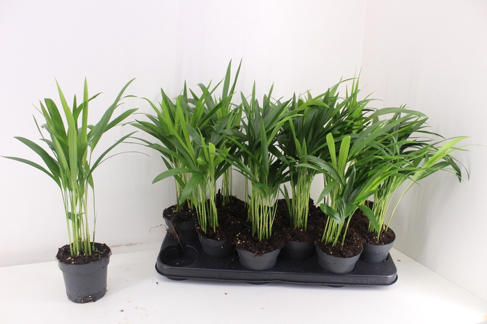 <h4>DYPSIS LUTESCENS</h4>