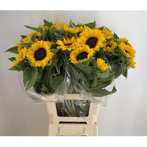 HELIANTHUS