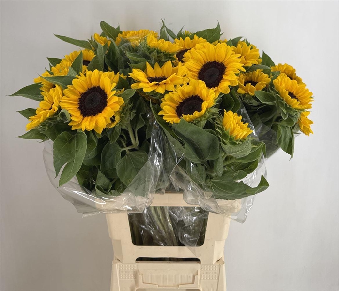 <h4>HELIANTHUS</h4>