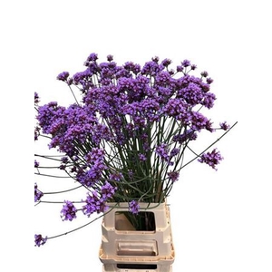 VERBENA HAS P SPIRES
