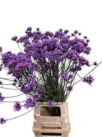 <h4>VERBENA HAS P SPIRES</h4>