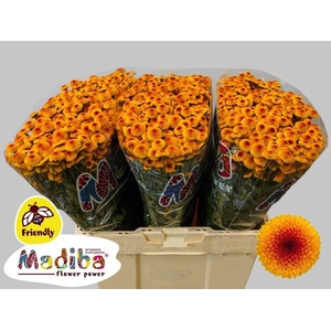 CHR SAN MADIBA LAMBO SUNRISE CHR S