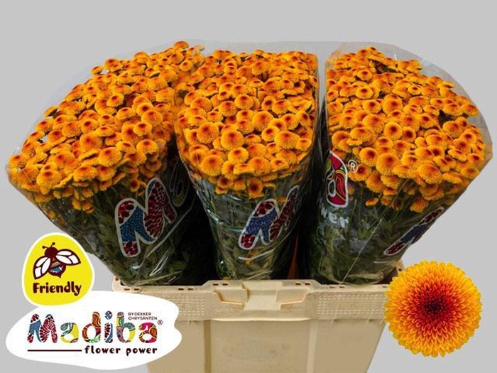 <h4>CHR SAN MADIBA LAMBO SUNRISE CHR S</h4>