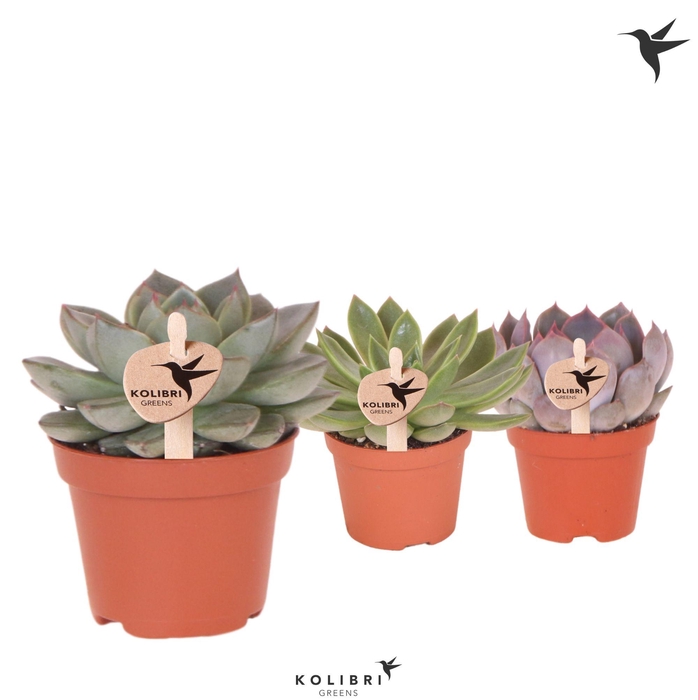 <h4>Kolibri Greens Succulenten Echeveria mix</h4>