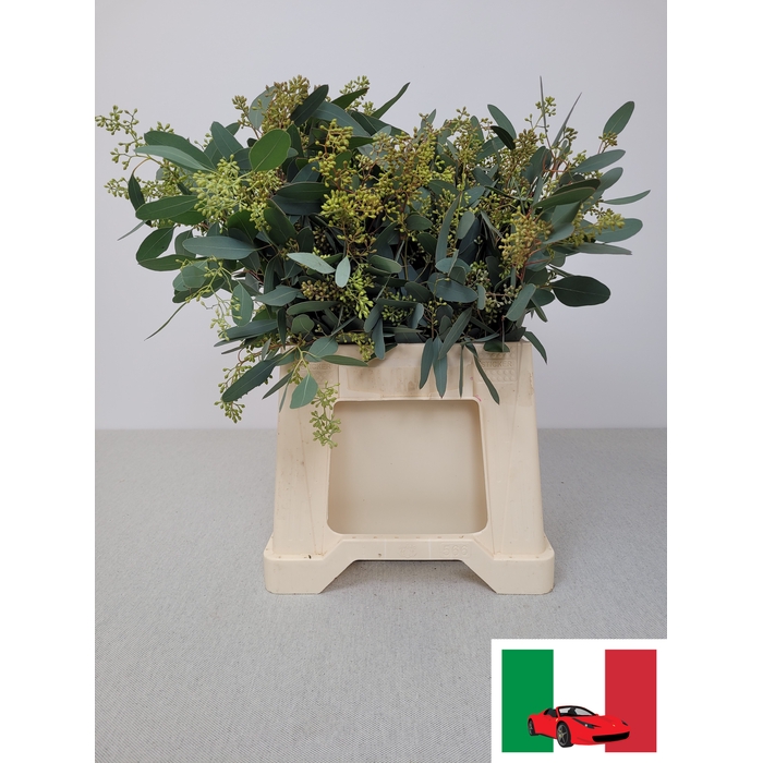 <h4>EUC POP BES PB</h4>