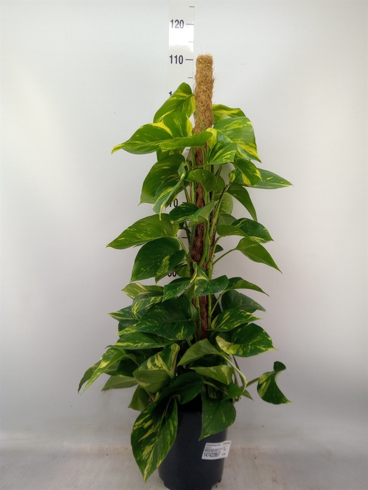 <h4>Epipremnum pinn.   ...moss stick</h4>