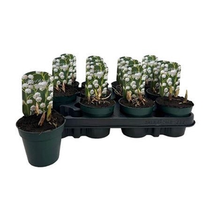 ** Convallaria Majalis * Spring Deal *