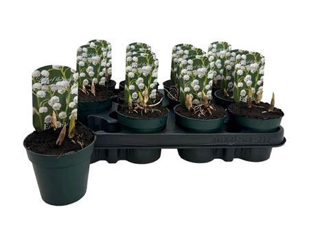 <h4>** Convallaria Majalis * Spring Deal *</h4>