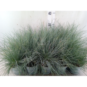Festuca glauca 'Compacta Blue'