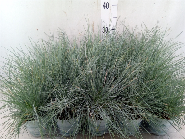 <h4>Festuca glauca 'Compacta Blue'</h4>