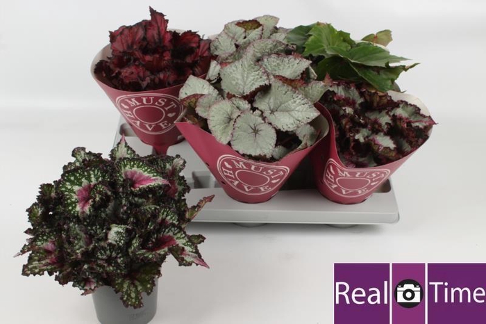 <h4>BEG BEL GEM</h4>