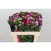 Dianthus Br Am Mix Rainbow