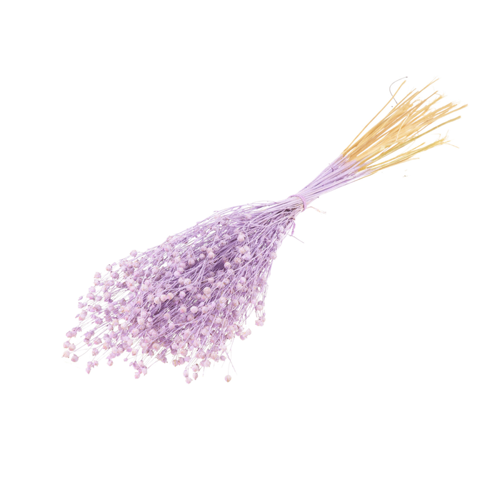 <h4>Linum Lilac Misty</h4>
