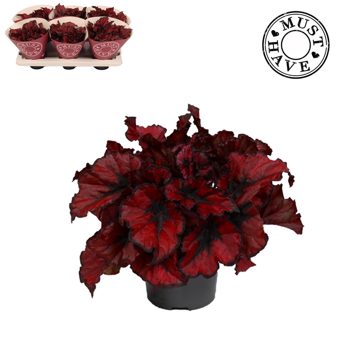 <h4>Bladbegonia Rex Kohala Red MUST HAVE</h4>