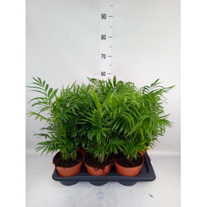 Chamaedorea elegans